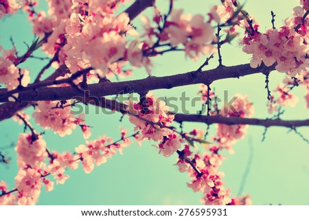 Apricot tree branch with flowers. Blooming tree branch with pink flowers. Floral flowers nature background with vintage, retro branch tree with beautiful flowers. Vintage apricot flowers background.
