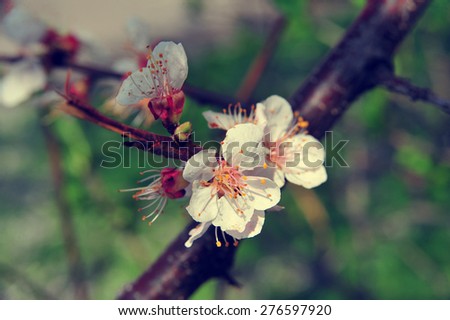 Apricot tree branch with flowers. Blooming tree branch with pink flowers. Floral flowers modern nature background with vintage and retro branch tree with beautiful flowers. Vintage flowers background.