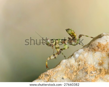 a mantis cleans her mandibles
