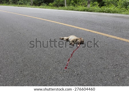 Monkey dead on the road near the jungle.