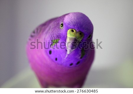Male Ultra Violet Parakeet