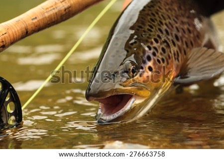 Snake River Brown Trout Royalty-Free Stock Photo #276663758
