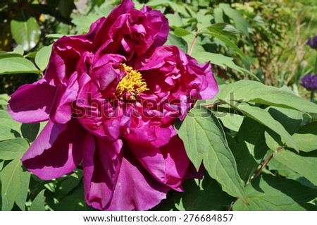 Close up of a dark pink tree peony flower in full bloom