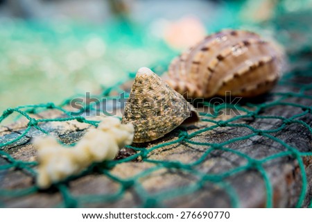 Seashells with fishing net. Background