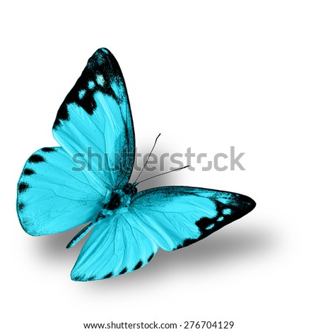 The most beautiful flying light blue butterfly, the lesser albatross in fancy color profile on white background with soft shadow