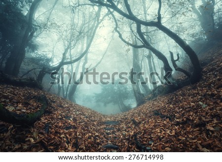 Trail through a mysterious dark old forest in fog. Autumn morning in Crimea. Magical atmosphere. Fairytale Royalty-Free Stock Photo #276714998