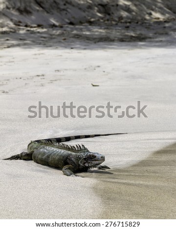 Iguana out for a swim