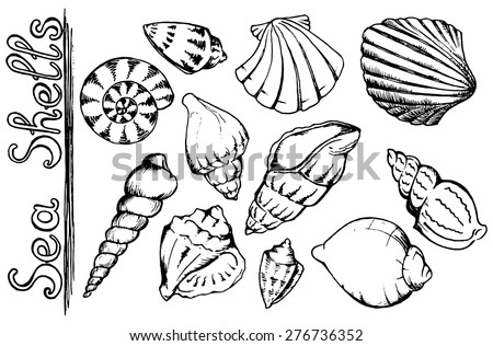 Sea shells vector monochrome isolated clip art set