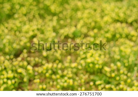 Blurred flowers on field for background