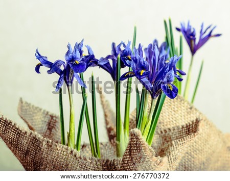 iris flowers in burlap on beige background, closeup 