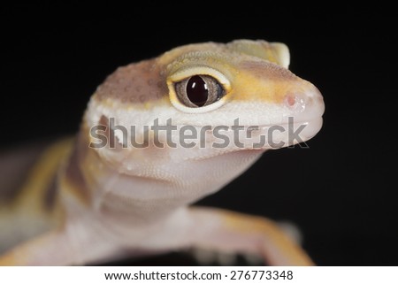 a picture of a fantastic leopard gecko