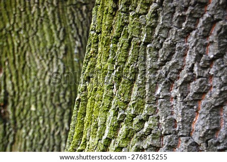  tree bark texture with green moss