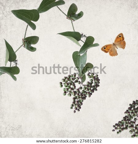Textured old paper background and curling plant with berries and butterfly