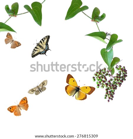 Curling plant with berries  and butterflies isolated on a white background