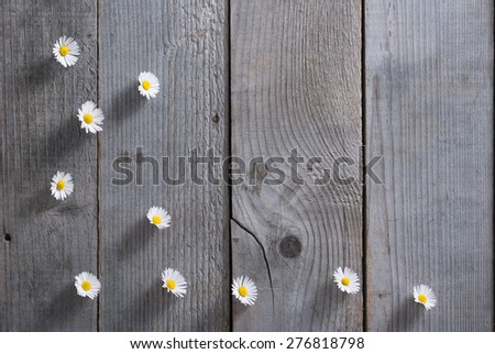 daisy flowers on weathered wood background