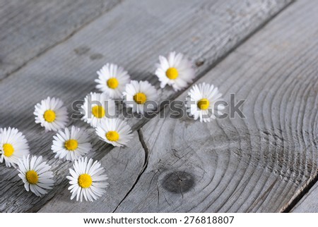 daisy flowers on weathered wood background