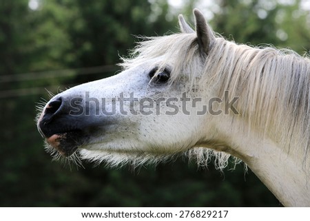 single horse on meadow in Scotland