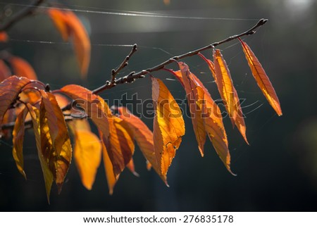Color picture of golden leaves on a branch