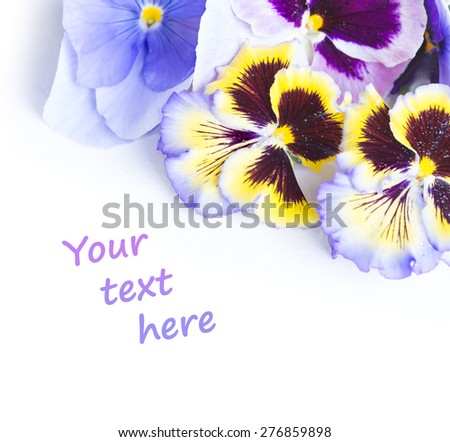 Flower pansies on a white background