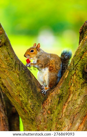 Grey squirrel in autumn fall park sitting on tree eating piece of apple outdoor