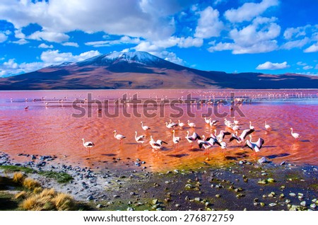 Flamingos in Laguna Colorada , Uyuni, Bolivia Royalty-Free Stock Photo #276872759