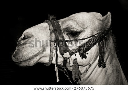 Camels in Sahara desert