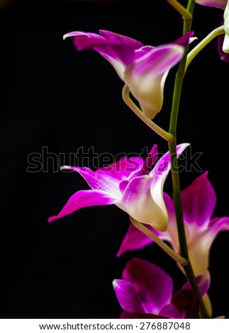 Purple orchid isolated over black background