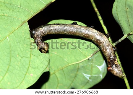 A caterpillar on leaf