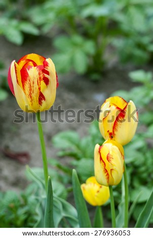 Bush of Yellow Striped Tulips