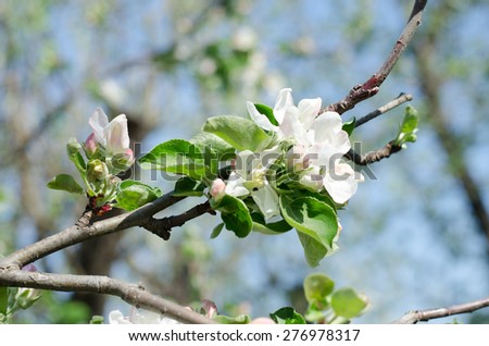Nice apple tree blooming in the garden