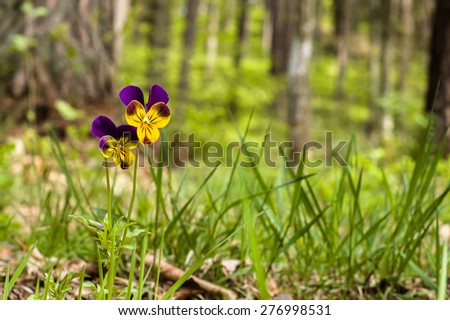Pansies growing wild in the forest

