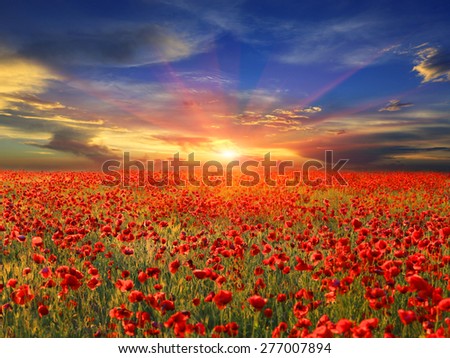 landscape with nice sunset over poppy field

