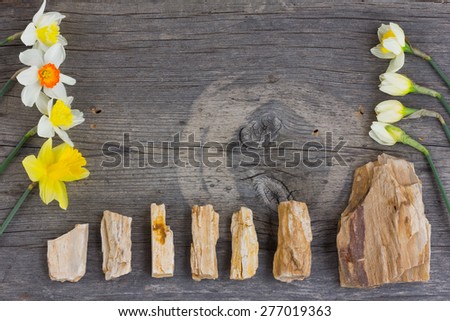 an old gray wooden plank rows lined with daffodils flowers and stones, grunge style and rustic concept. Copy space. Free space for text