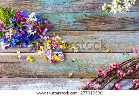 the different petals of wild flowers scattered on old painted boards, in the corners of flowering branches of peach and plum, grunge style and rustic concept. Flat lay