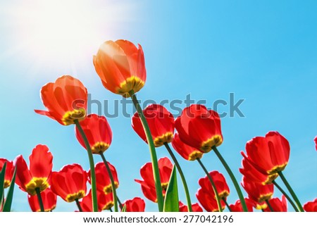 red tulips in the morning sun. focus on high tulip