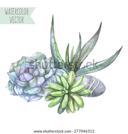 Vector watercolor illustration - composition of succulents and stone