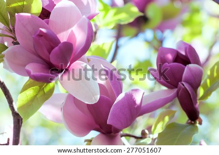 spring magnolia  flowers, natural abstract  soft floral background