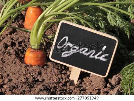  Fresh organic carrots in the garden