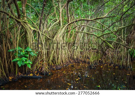 Mangrove trees growing in the water. Empty tropical forest landscape