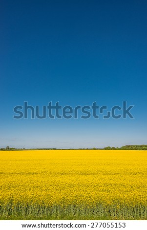 Beautiful farm landscape a field of rasp in late spring in Germany, May 2015