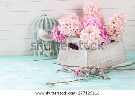 Postcard  with fresh pink  hyacinths in box and willow branches on turquoise painted  wooden planks against white wall. Selective focus. 
