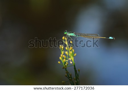 Dragonfly on yellow flower with blue and black background