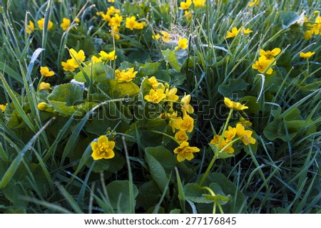 Green grass and yellow flowers in the morning