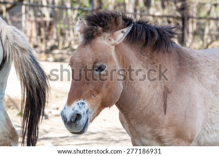 Picture of Przewalski's horse