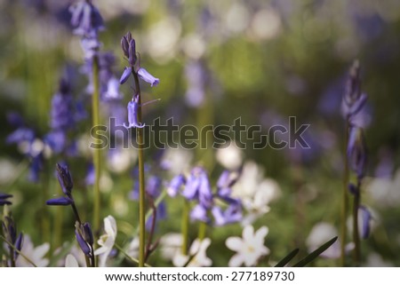 wild bluebellls blooming in april among the anemones on the fors