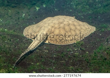 Picture of a Tiger Stingray underwater