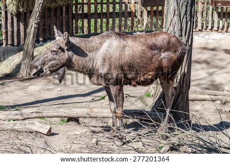 Portrait picture of a female moose