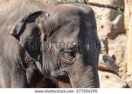 Portrait picture of an Asian Elephant
