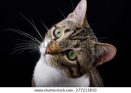 Funny cat Surprised  sitting and looking to camera isolated on black background.
