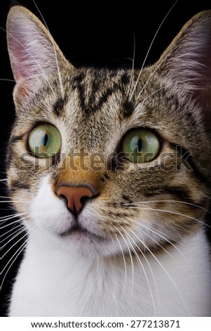 Surprised Cat sitting and looking to camera  isolated on yellow background.